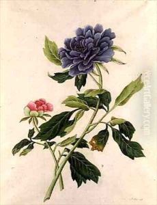 Peony by Georg Dionysius Ehret