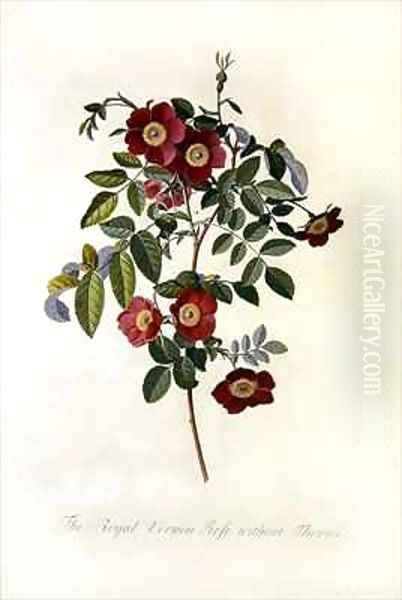 Rose without thorns - view 1