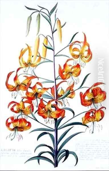 TigerLily - view 1