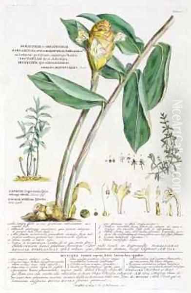 Zingiber latifolium and Amomum - view 1