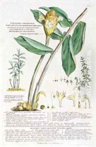 Zingiber latifolium and Amomum by Georg Dionysius Ehret