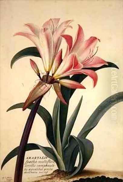 Amaryllis Belladonna - view 1