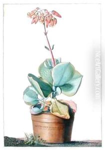 Cotyledon Africana frutescens by Georg Dionysius Ehret