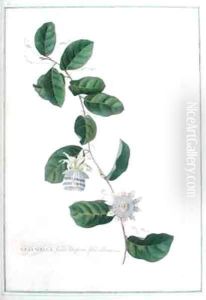 Granadilla fructu Citriformi foliis oblongis Tourn by Georg Dionysius Ehret
