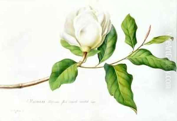 Magnolia 3 - view 1