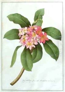 Plumeria 2