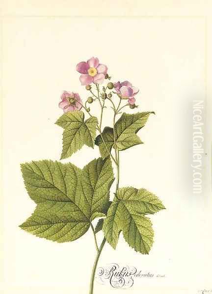 Rubus Odoratus (Japanese Anemone) - view 1