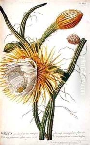 Cactus Cereus from Trews Plantae Selectae
