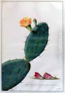 Opuntia major validissimis spinis munita InftRH by Georg Dionysius Ehret