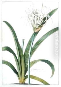 Pancratium by Georg Dionysius Ehret