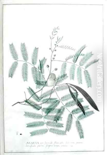 Acacia non spinosa flore albo foliorum pinnis latiusculis glabris filiquis longis planis Houst - view 1