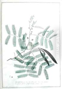 Acacia non spinosa flore albo foliorum pinnis latiusculis glabris filiquis longis planis Houst by Georg Dionysius Ehret