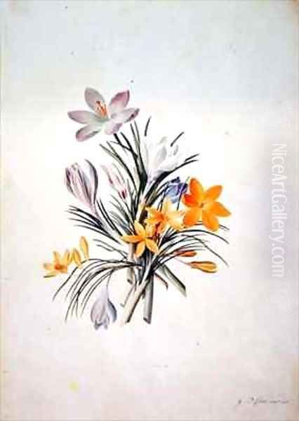 Crocus bunch - view 1