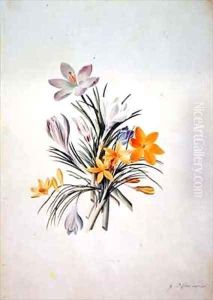 Crocus bunch by Georg Dionysius Ehret
