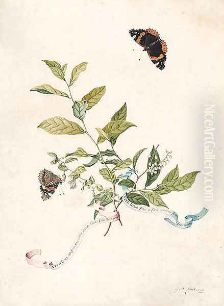 Leonia ligustrina (Lily of the Valley Bush), with two Red Admiral butterflies - view 1