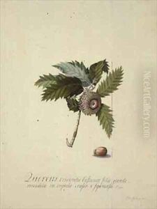 Quercus Orientalis by Georg Dionysius Ehret