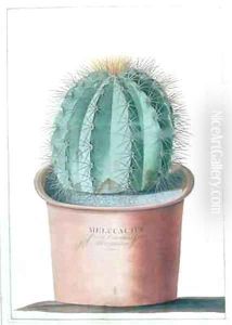 Melocactus