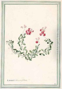 Lathyrus tuberosus by Georg Dionysius Ehret