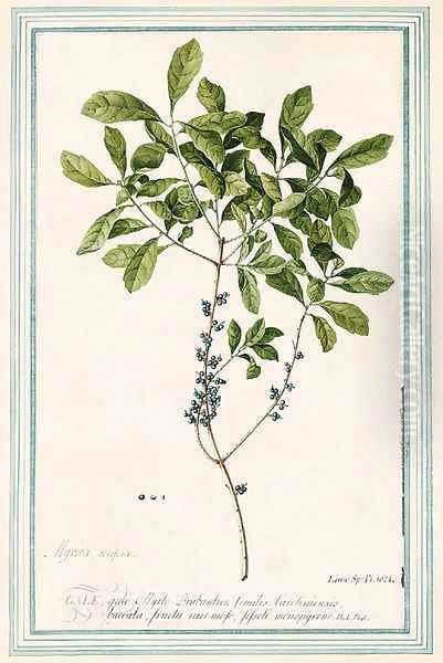 Myrica gale (Sweet Gale) - view 1