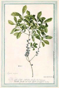 Myrica gale (Sweet Gale) by Georg Dionysius Ehret