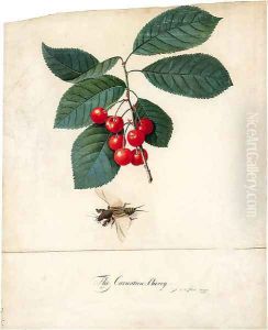 Prunus cerasus 'Carnation' (Carnation Cherry) and a Cockroach by Georg Dionysius Ehret