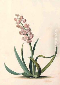 Hyacinthus orientalis by Georg Dionysius Ehret