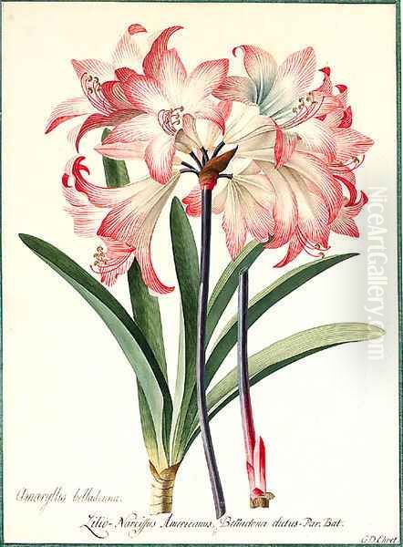 Amaryllis belladonna (Belladonna Lily) - view 1