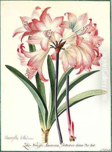 Amaryllis belladonna (Belladonna Lily)