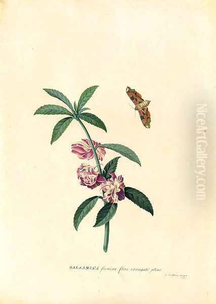 Balsamina (Balsam) and a hovering Moth - view 1