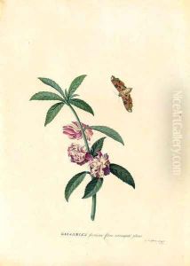 Balsamina (Balsam) and a hovering Moth by Georg Dionysius Ehret