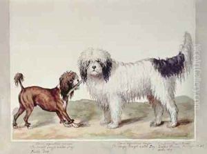 The Small Rough Water Dog or Poodle and the Large Rough Water Dog by Sydenham Teast Edwards