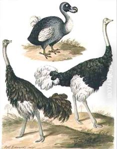 Dodo and Ostrich by Sydenham Teast Edwards