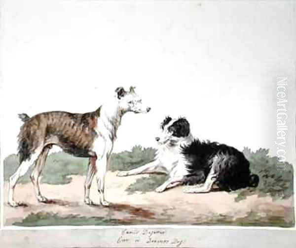 Cur or Drovers Dog - view 1