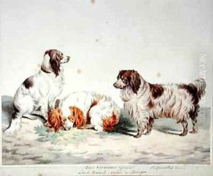 Land Spaniel Cocker or Springer by Sydenham Teast Edwards