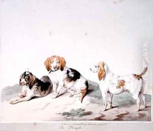 The Beagle by Sydenham Teast Edwards