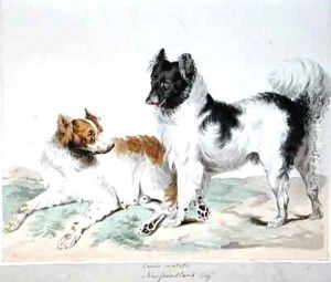 Newfoundland Dog by Sydenham Teast Edwards