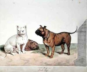 The Bull Dog by Sydenham Teast Edwards