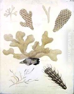 Shells and Marine Flora by Sydenham Teast Edwards