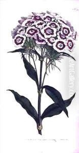 Sweet William or Bearded Pink Dianthus barbatus by Sydenham Teast Edwards