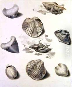 Shells and Marine Flora 3 by Sydenham Teast Edwards