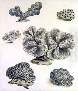 Shells and Marine Flora 4 by Sydenham Teast Edwards