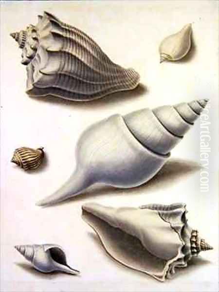 Shells and Marine Flora 2 - view 1