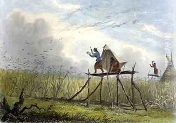 Guarding the Corn Fields - view 1