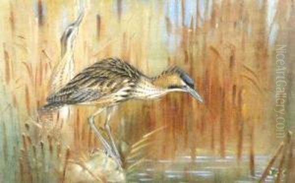 Bitterns In A Reed Bed - view 1
