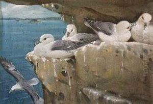 Fulmer Petrels, Nesting Time, Farnes