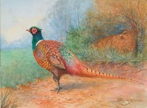 A Brace Of Pheasant Nesting
