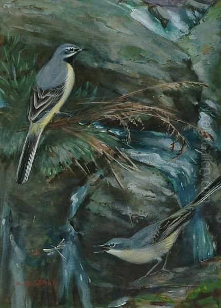 Male And Female Grey Wagtails - view 1