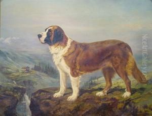 King Of The Mountains (saint Bernard)