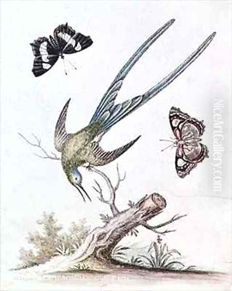 The Long tailed Humming Bird - view 1