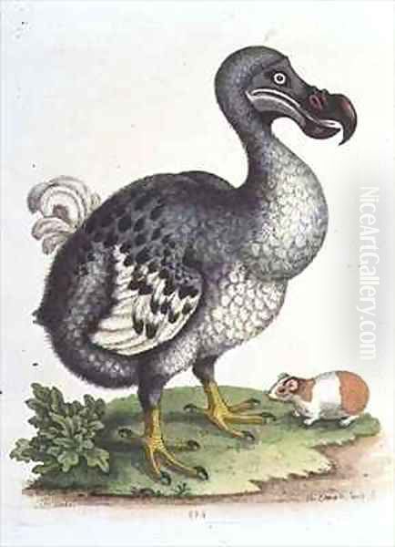 Dodo and Guinea Pig - view 1